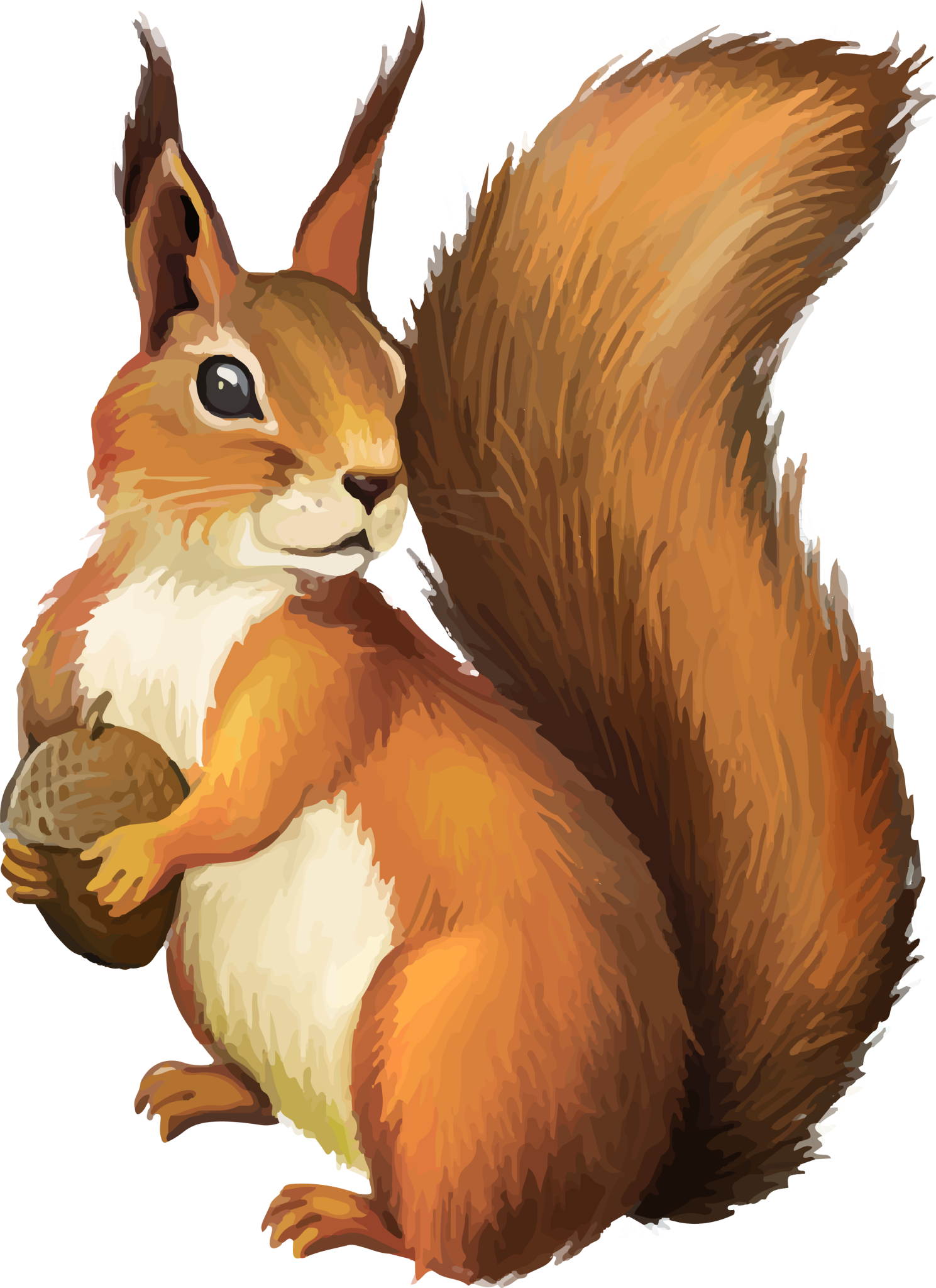 squirrel-png