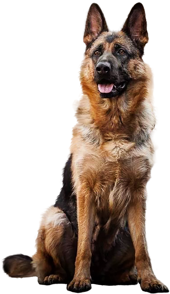 German Shepherd Dog In Transparent Background Png