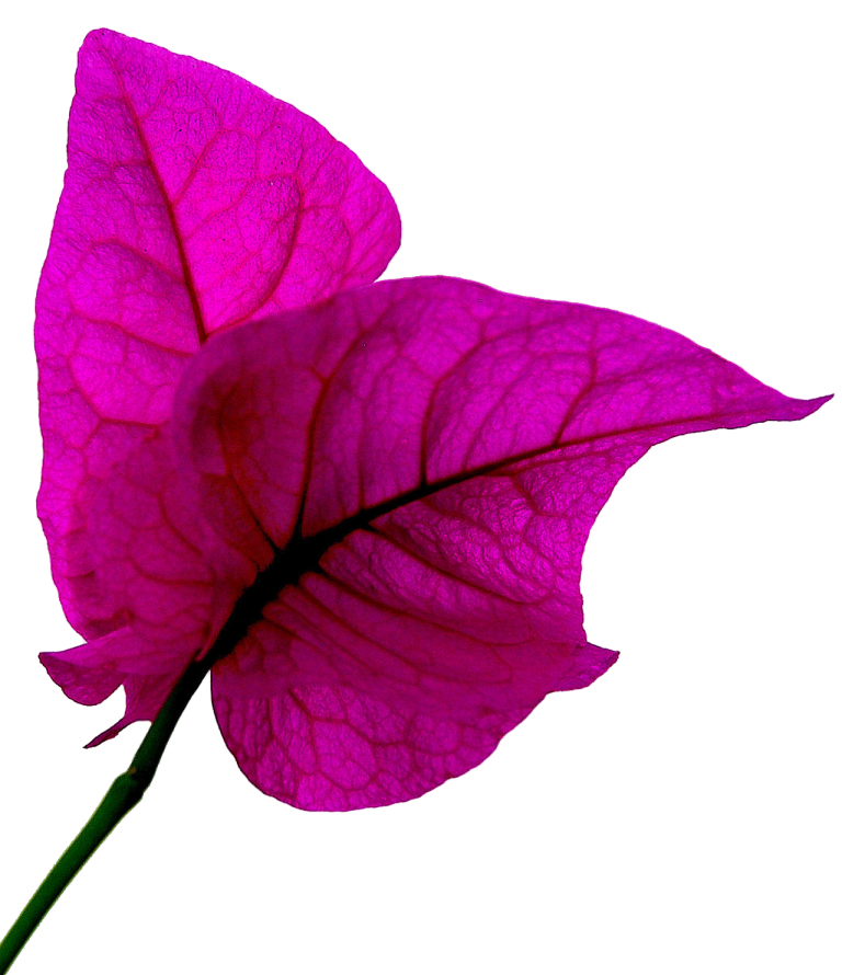 Bougainvillea png - Download Free Png Images