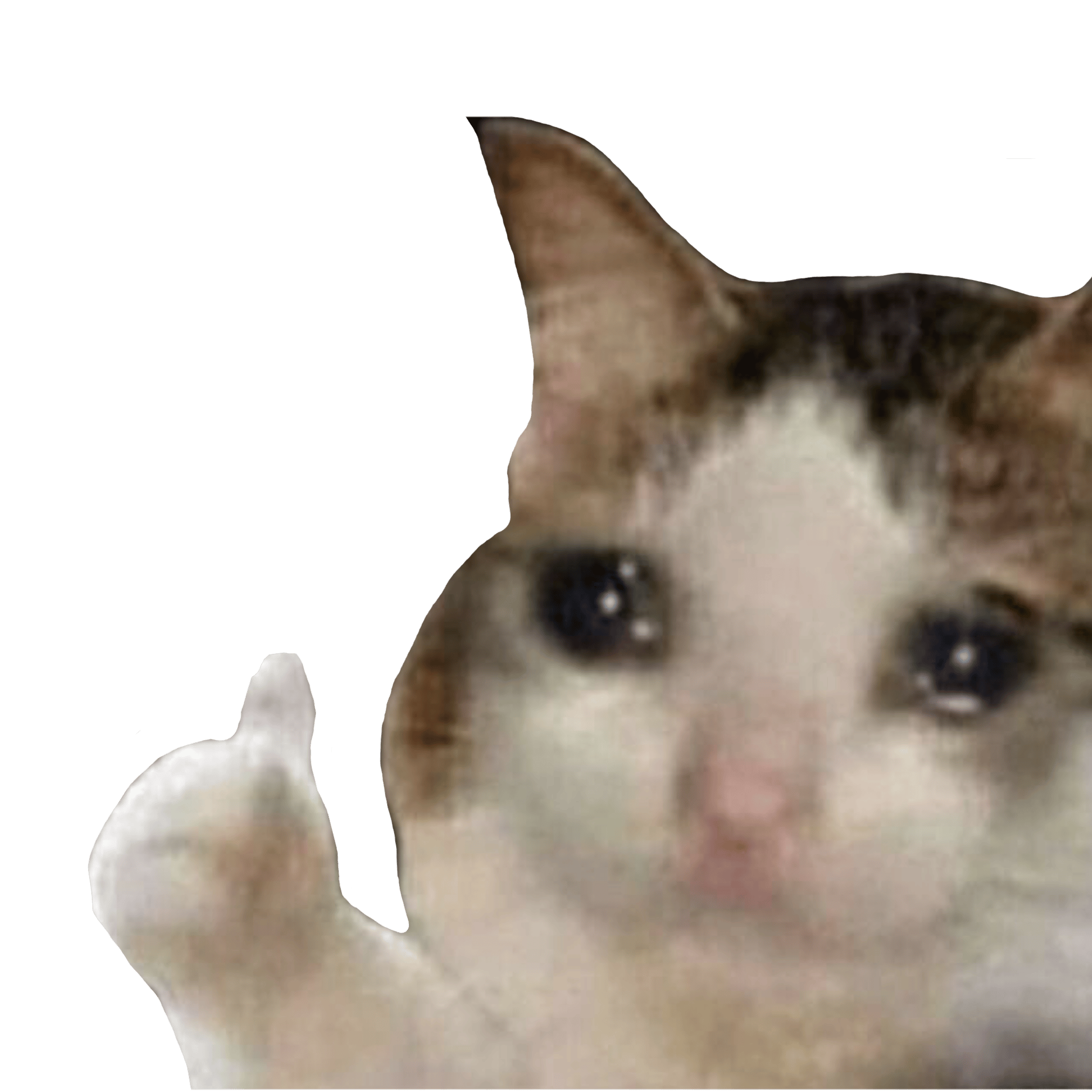 Crying Cat Meme Gifs Png Transparent Background