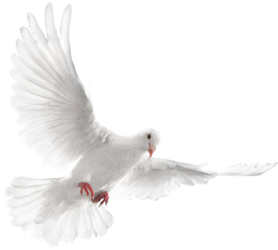 Download White Dove Flying Png