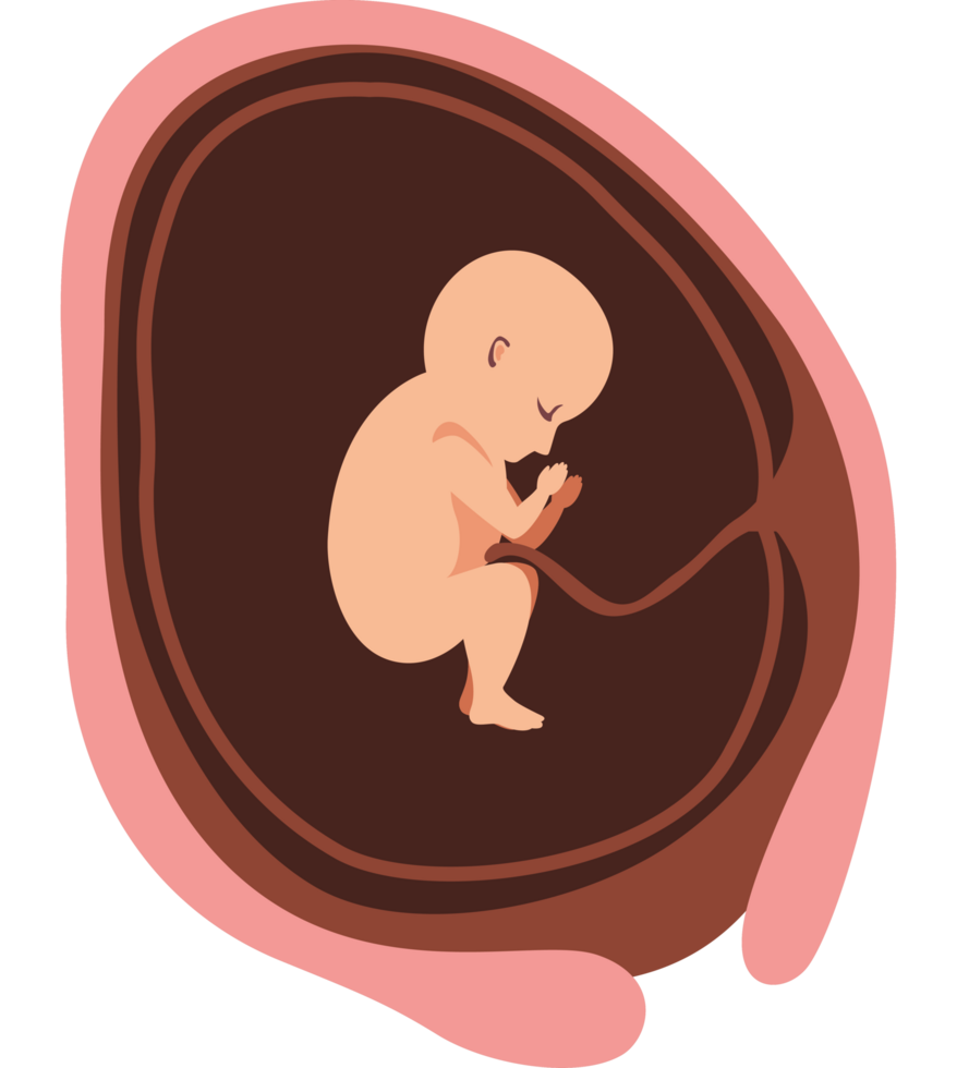 fetus-transparent-image