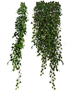 Hanging plants png