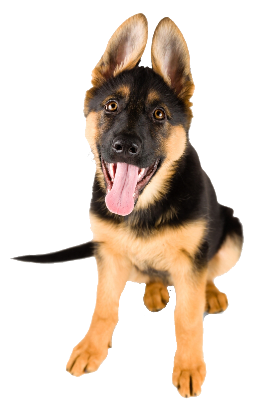 Young German Shepherd Transparent Png - | pngHQ