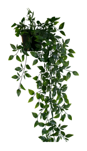 Hanging plant png