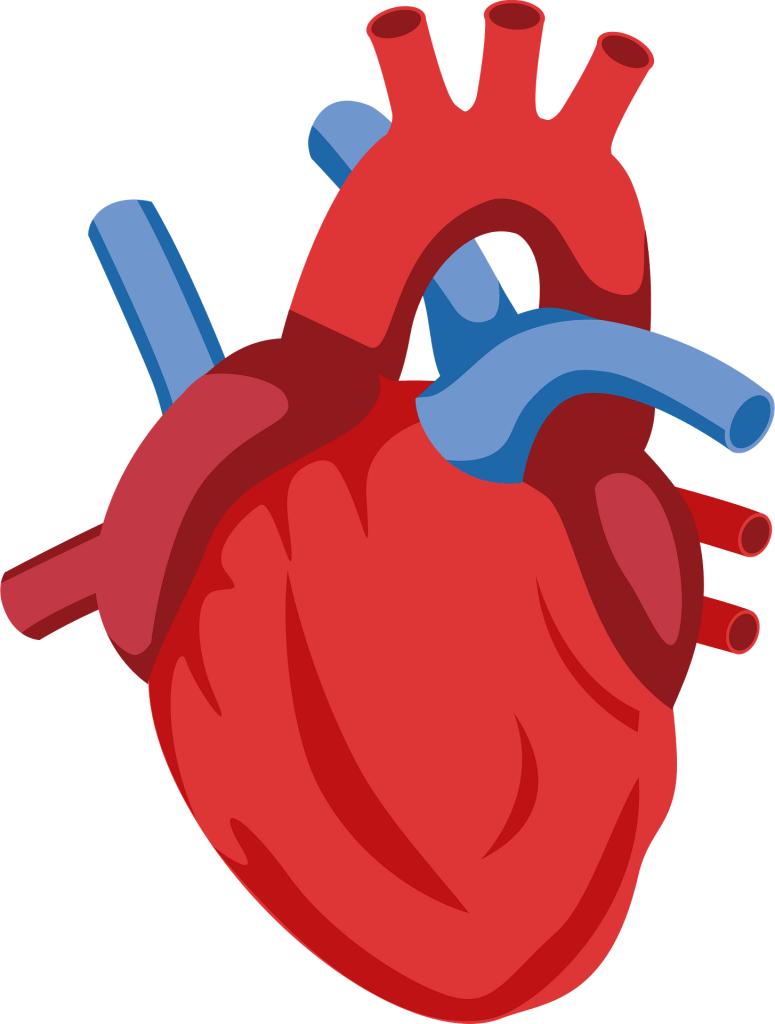 Human Heart Clipart Free Download Transparent Png