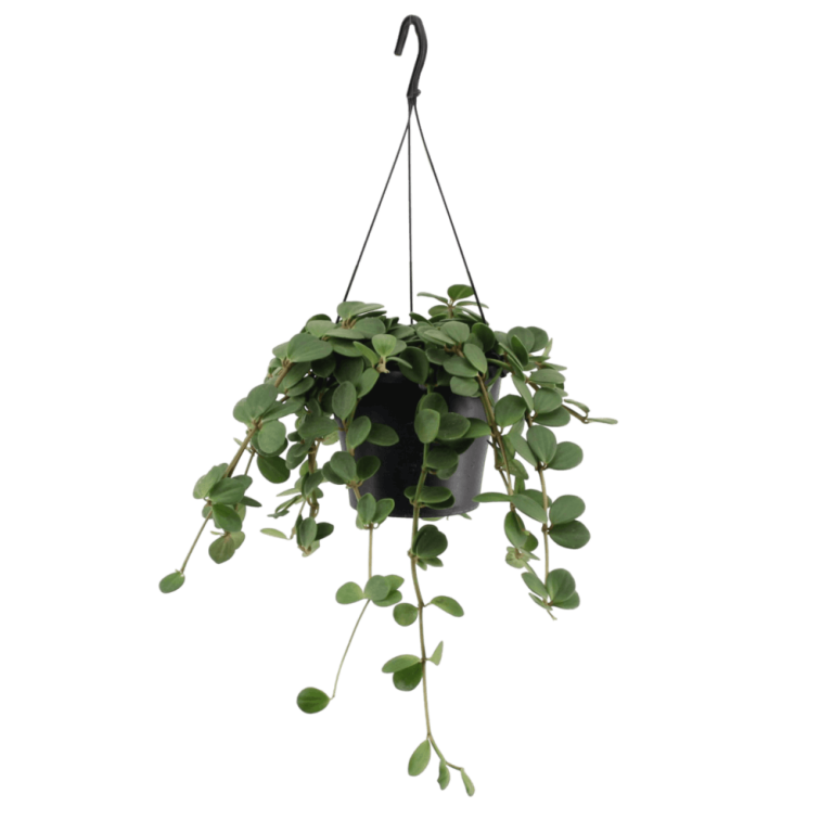 Hanging plant png
