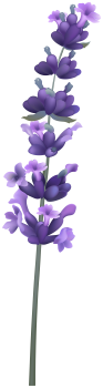 Lavender Clipart Png