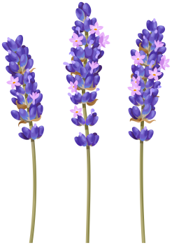 Lavender Flower Png