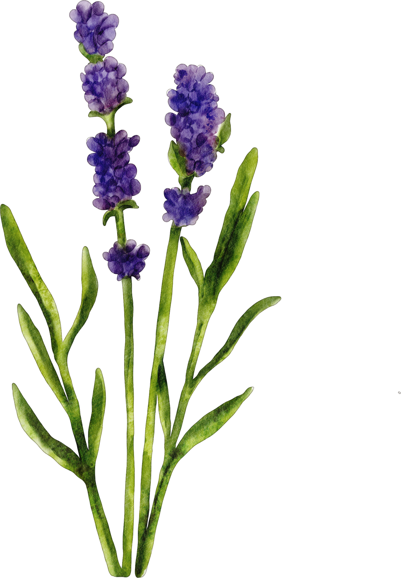 Lavender flowers png free png images