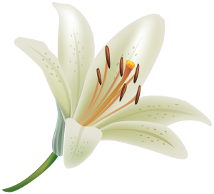 Lilly png