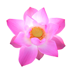 Lotus flower png