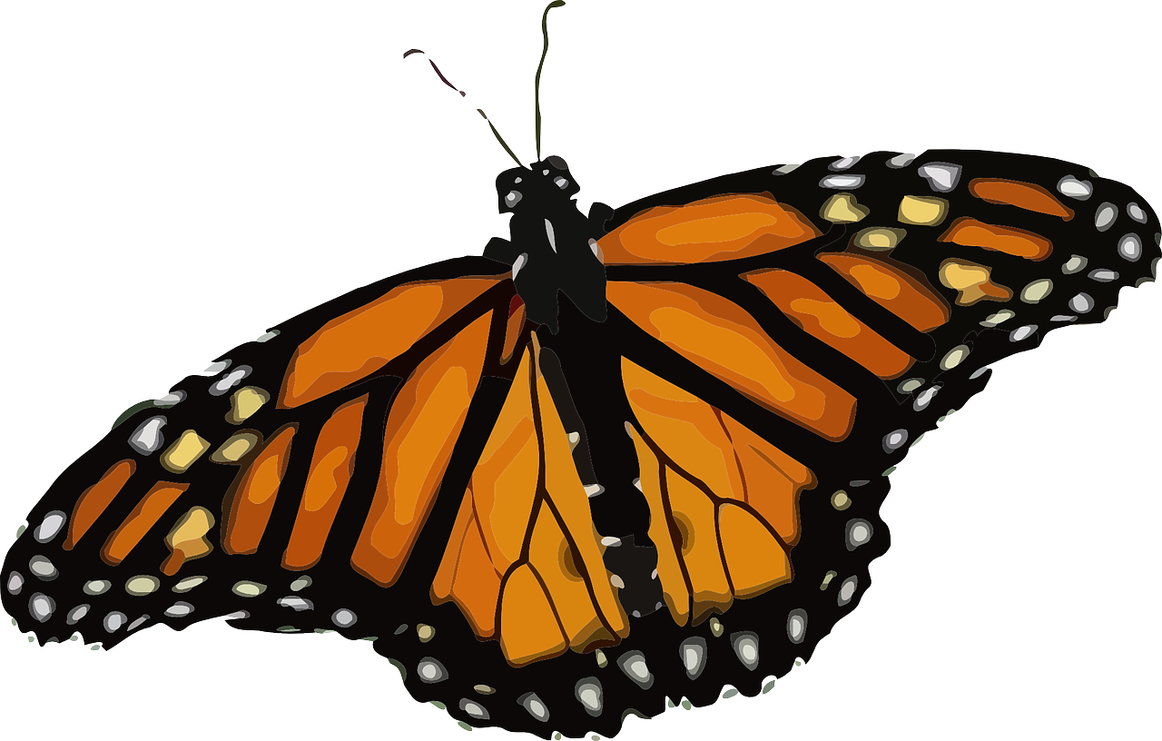 Monarch Butterfly Png Free Png Images