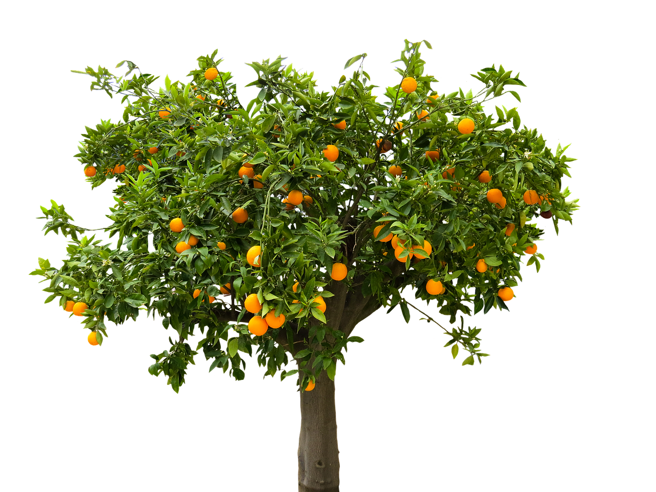 Orange tree png png transparent elements download