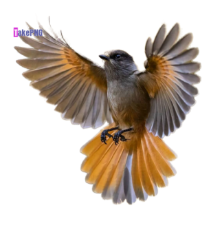 Flying Birds Png