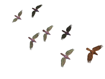 Flying Birds Png