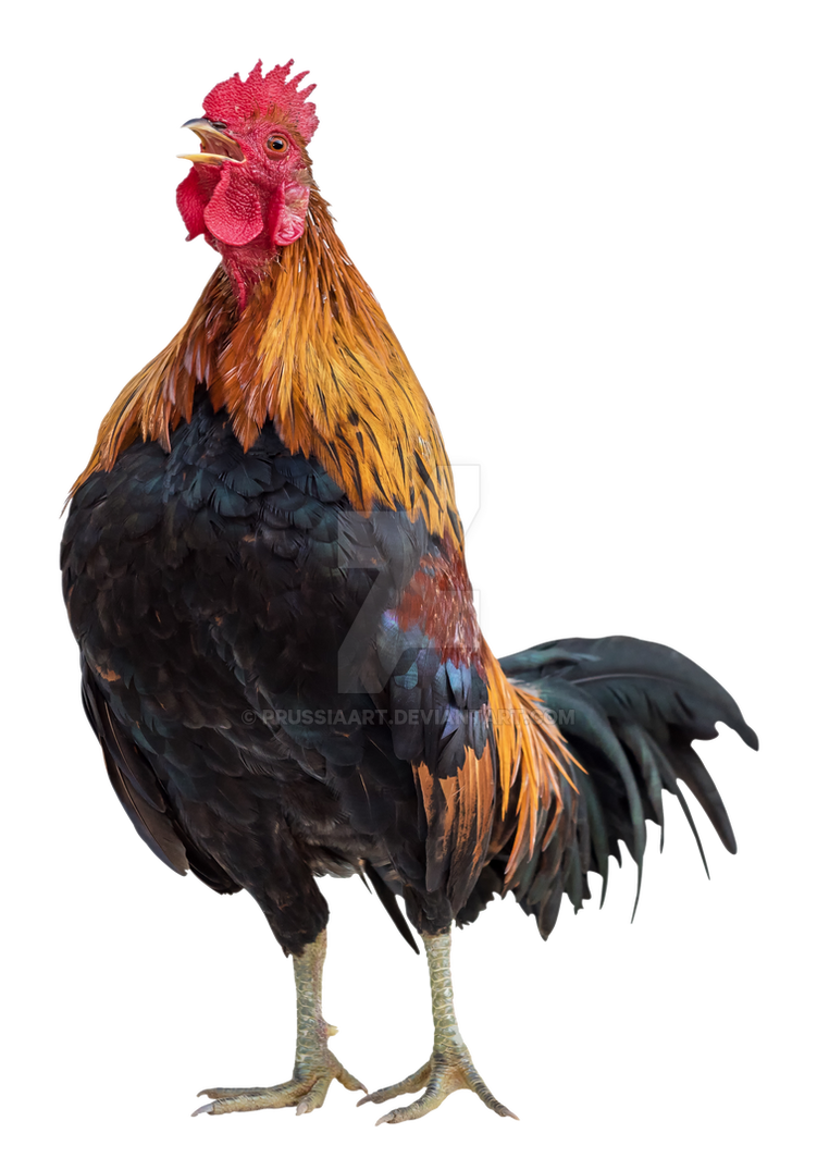 Chicken Png 725 Download