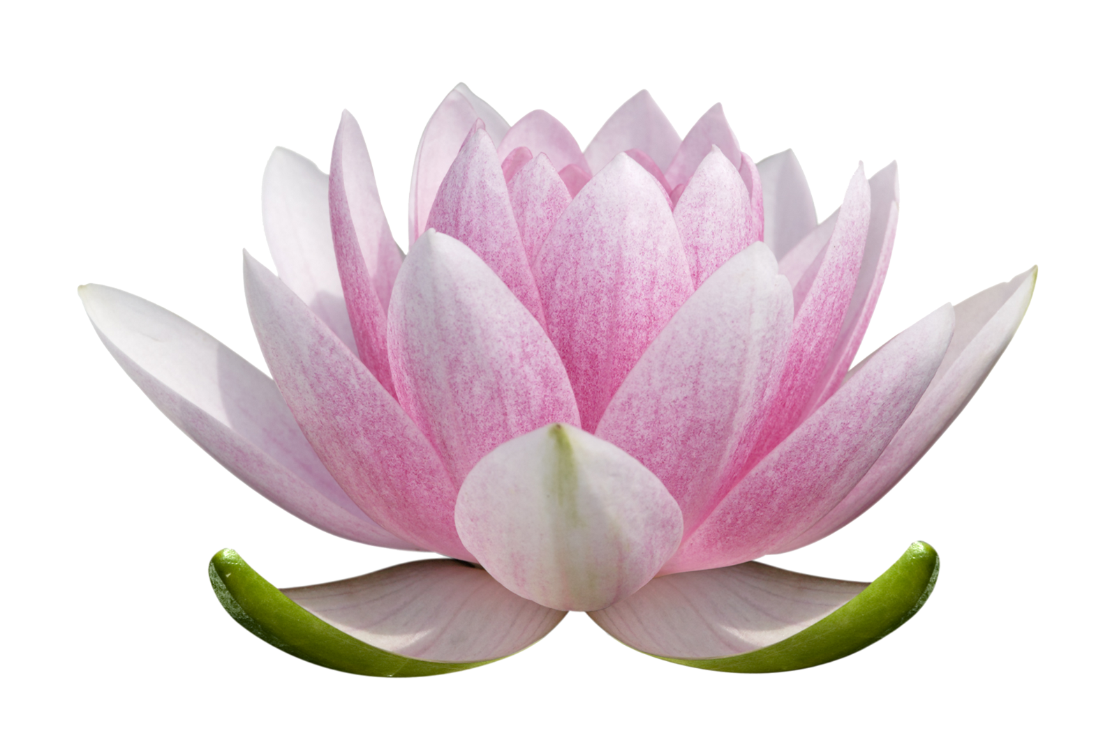 Lotus Flower Png Transparent Image Download