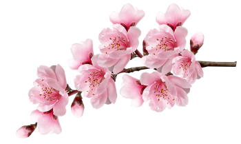 Sakura Flowers Png