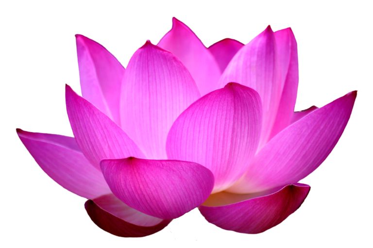 Lotus flower png