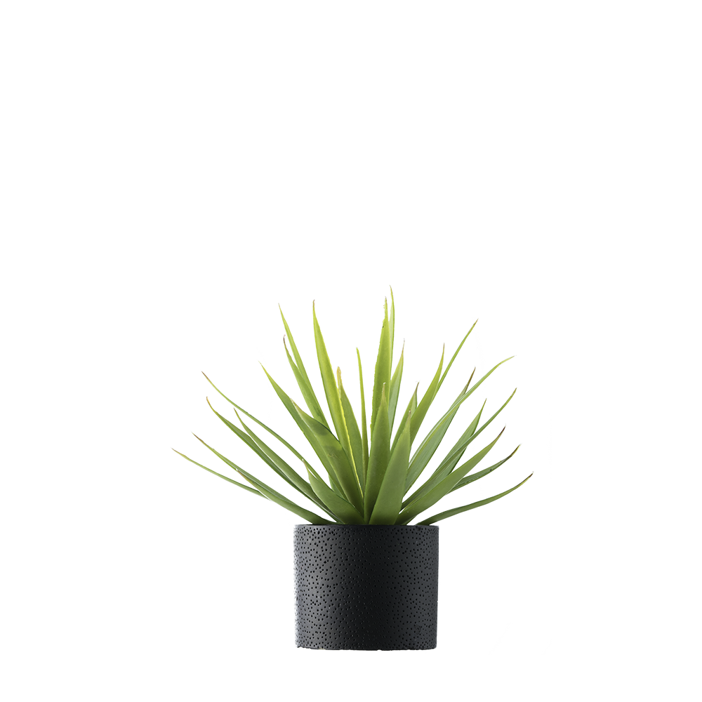 Small plants png hd transparent png