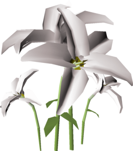 White Lily (Plant) Transparent