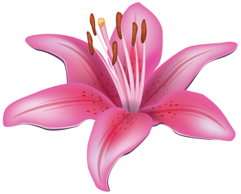 Lilly Png